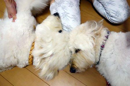 犬の整体師ステップアップ講座
