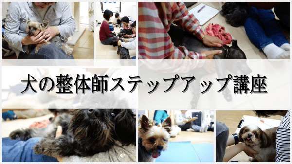 犬の整体ステップアップ講座
