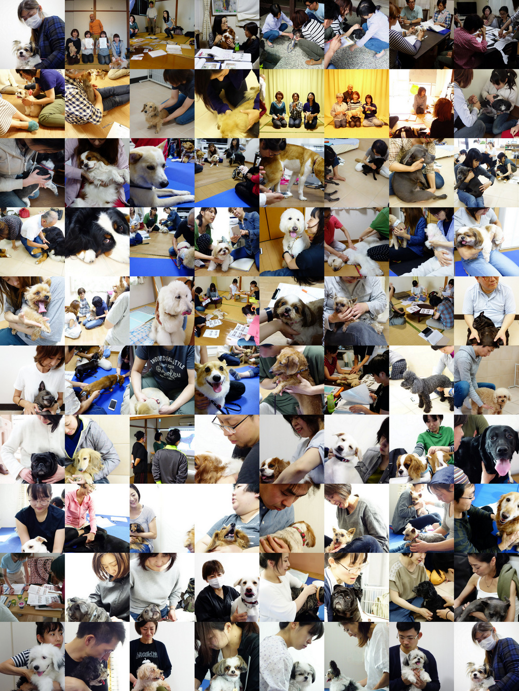 犬の整体師養成講座修了性は2019年12月現在82名になりました