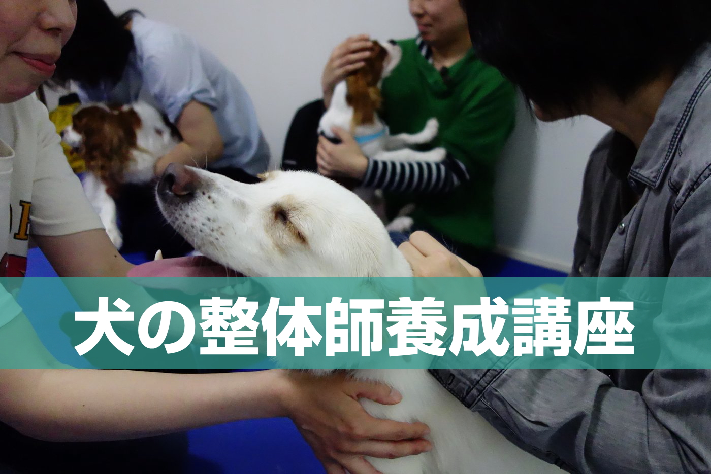犬の整体師養成講座