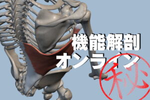 機能解剖オンライン