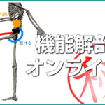 機能解剖オンライン