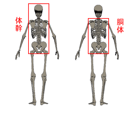 体幹と胴体
