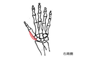 短母指外転筋