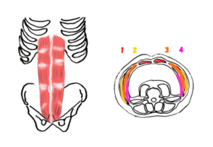 腹直筋