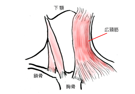 広頸筋