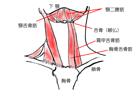 顎二腹筋