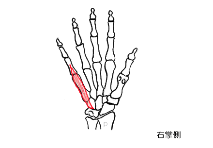 短小指屈筋