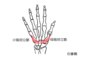 対立筋