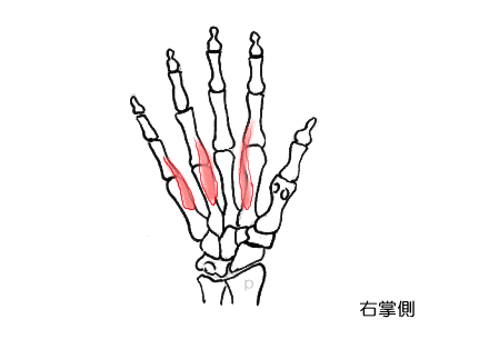 掌側骨間筋