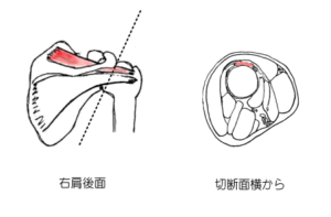 棘上筋