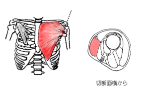 大胸筋