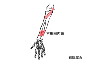 方形回内筋