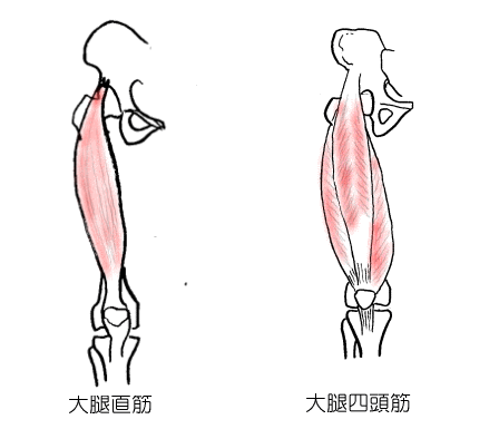 大腿直筋