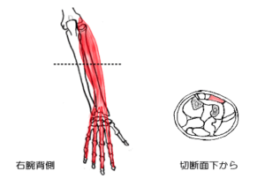 総指伸筋