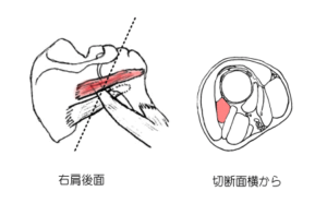 小円筋