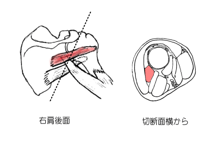 小円筋