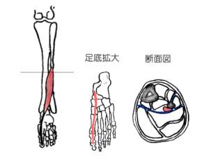 長母趾屈筋