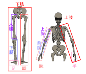 人体の部位名と線引