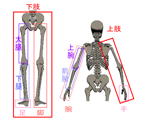 部位の名称と線引