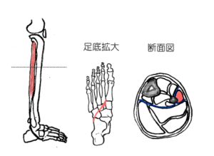 長腓骨筋