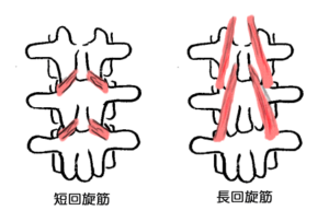 回旋筋