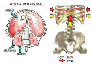 横隔膜