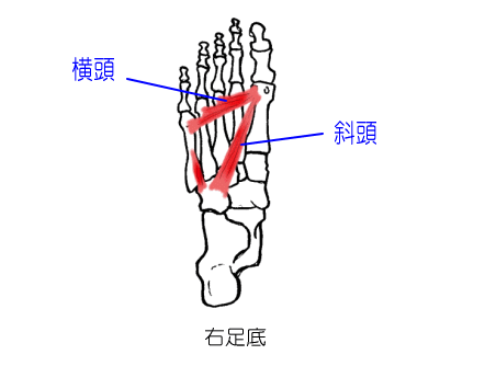 母趾内転筋