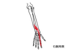 示指伸筋