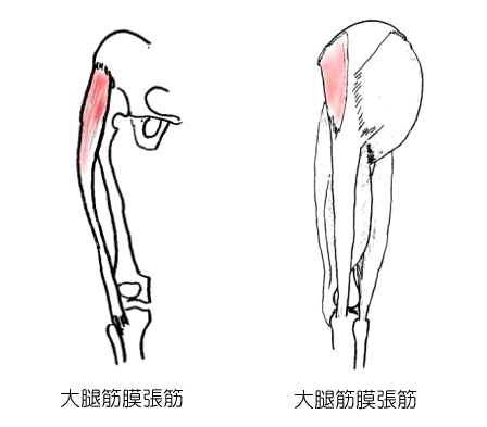 大腿筋膜張筋