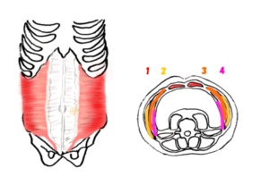 腹横筋