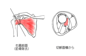 肩甲下筋