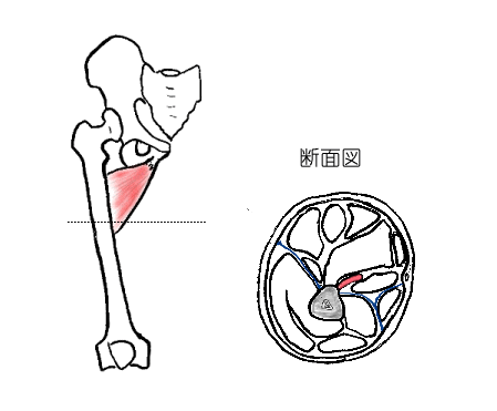 短内転筋