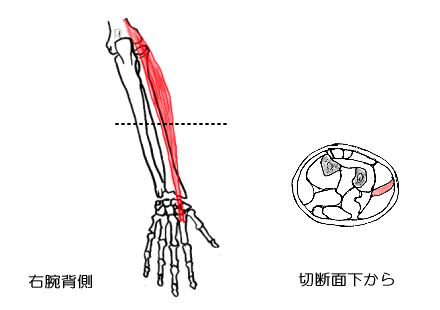 長橈側手根伸筋