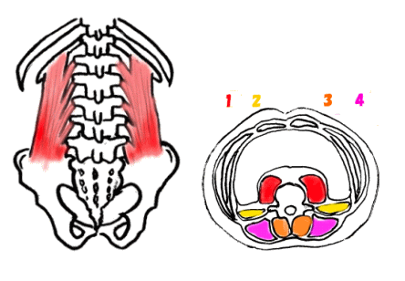 腰方形筋