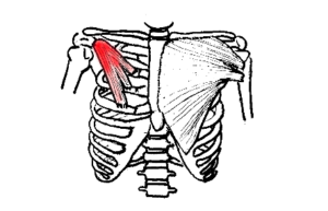 小胸筋