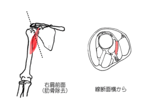 烏口腕筋