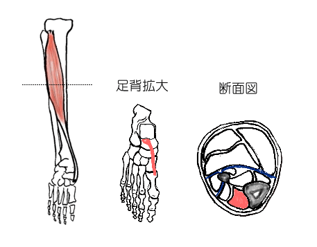 前脛骨筋