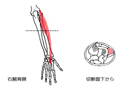 短撓側手根伸筋