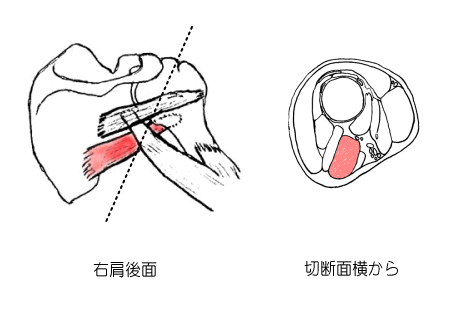 大円筋