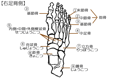 足の骨それぞれの名称