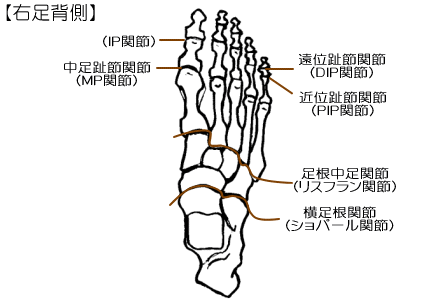 足の関節