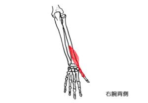 短母指伸筋