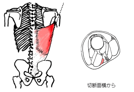 広背筋