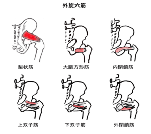 深層外旋六筋