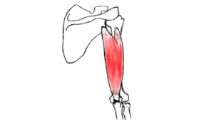上腕三頭筋