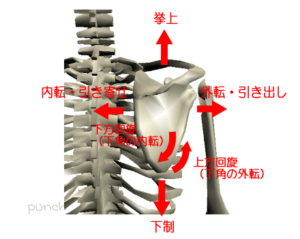 肩甲胸郭関節のROM