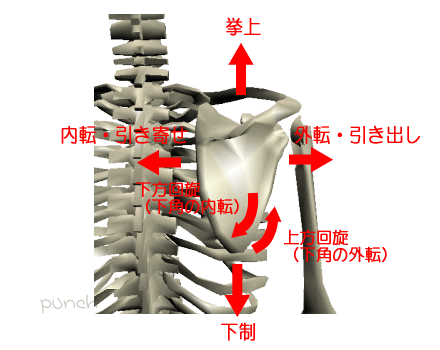 肩甲胸郭関節上方回旋・下方回旋の可動域