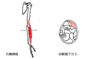 腕撓骨筋