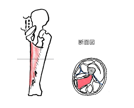 大内転筋